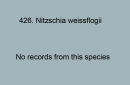 427. Nitschia weissflogii