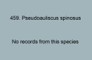 459. Pseudoauliscus spinosus