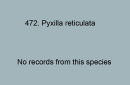 472. Pyxilla reticulata