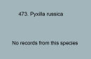 473. Pyxilla russica