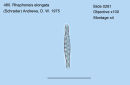 480. Rhaphoneis elongata