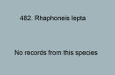 482. Rhaphoneis lepta