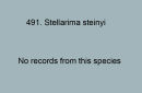 491. Stellarima steinyi