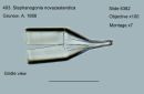 493. Stephanogonia novazealandica. Girdle view.