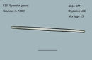 533. Synedra grovei