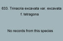 633. Trinacria excavata var. excavata f. tetragonia