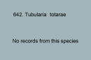 642.Tubularia totarae