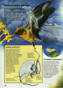 Aristolochia flower - Usborne Publishing