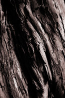 Bark texture