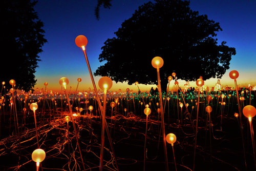Bruce Munro lighting 1