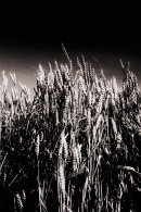 Crops