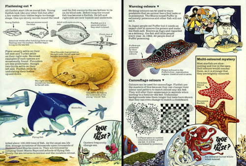 Flatfish - Usborne Publishing