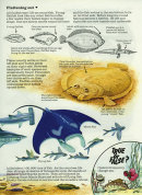 Flatfish 1 - Usborne Publishing