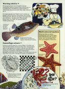 Flatfish 2 - Usborne Publishing