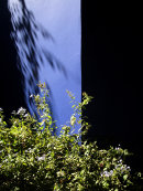 Majorelle Garden, Marrakech, Morocco