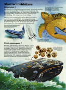 Ramora fish 1 - Usborne Publishing