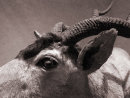 Ribbed horns