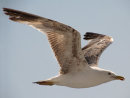 Flight path