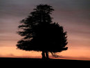 Silhouette