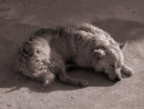 Sleeping in the sun