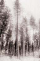 Tall trees
