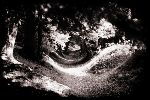 Through the woods (Clikpic 800)