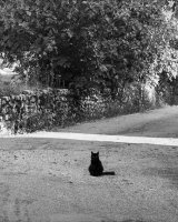 Cat in the Road