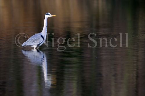 Grey Heron