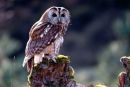 Tawny Owl
