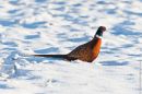 Snowbound Pheasant