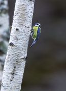 Blue Tit on Birch Tree