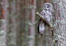 Great Grey Owl