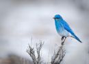 Bluebird