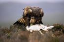 Golden Eagle