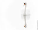 Mute Swan 4317