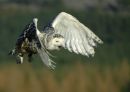 Snowy Owl