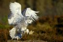 Snowy Owl