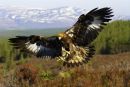 Golden Eagle