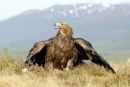 Golden Eagle