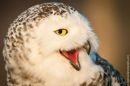 Snowy Owl