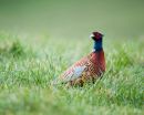 Common Pheasant