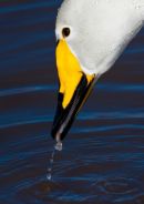 Whooper Portrait