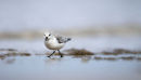 Sanderling