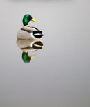 Mallard