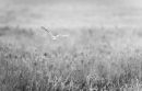 Barn Owl 9957