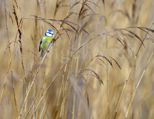 Blue Tit in reed bed