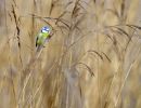 Blue Tit in reed bed
