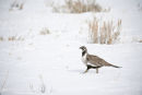 sage grouse