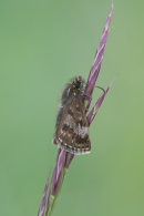 Dingy skipper roosting