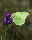 Brimstone